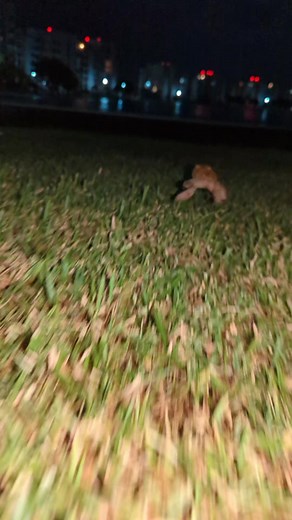 Cuentas recomendadas