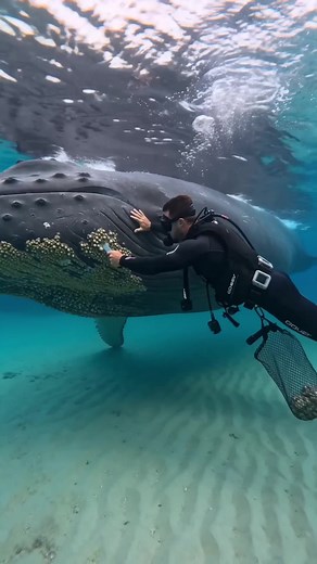 Satisfying Barnacle Removal from Whales (Real Life)