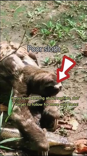 How Long Do Anacondas Live? 🐍 #Anaconda #SnakeFacts #Reptiles