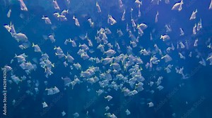 Blurred background. Lots of white small fishes in blue water.