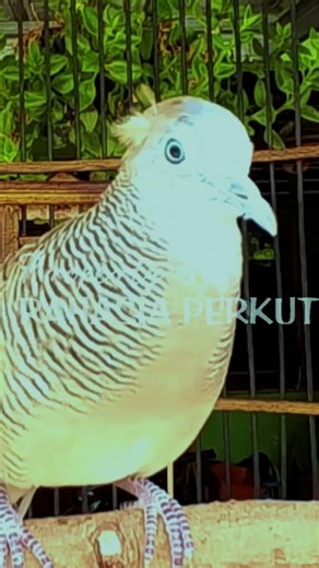 Zebra Dove Calls – Calming Bird Relaxing 86 | #birds #birdsounds #birdsong #animalsongs