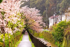 Japan in April 2026: Cherry Blossoms, Festivals and Travel Guide - Exoticca Blog