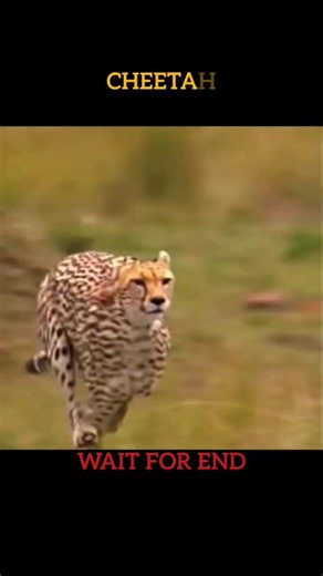 The Fastest Animals in the World #fastestanimal #fastestbird #trending #shorts