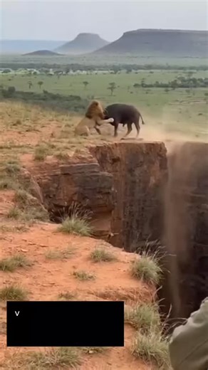 🔞| Endless Encounters on Instagram: "#explorepage✨ #lik #trending #fighting #lion #bulls"