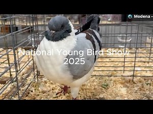2025- Modena at National Young Bird Show(NYBS)