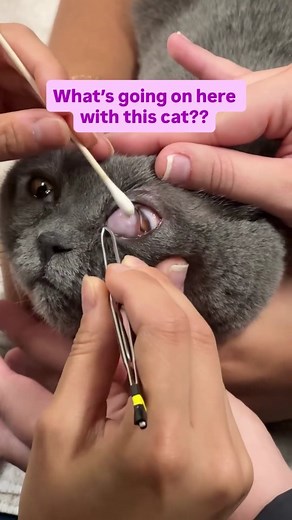 Zimalusa cats | If you said a “cherry eye,” then you’re half right. This is eversion of the third eyelid cartilage resulting in a partial prolapse of the... | Instagram