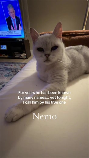 Nemo: The Cat with Many Names