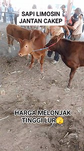Sapi limosin cakep lur | Sapi Koros