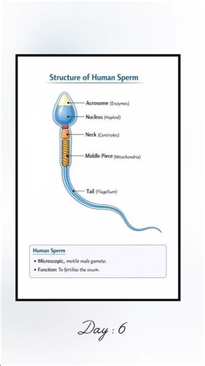 Structure of sperm | Human reproduction| class 12 #biology #boardexam #class12biology
