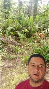 O que ele viu nesse mato #reacõesdeanimais #reelsviral #videoviral | Conectado