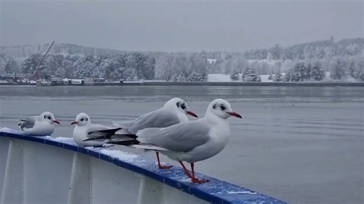 55K views · 2.7K reactions | Šiandiena siela ir dainavo, ir šoko... Uh kaip gražu miške ❤️ Video: JU Alina #loveklaipeda | I love Klaipeda | Facebook