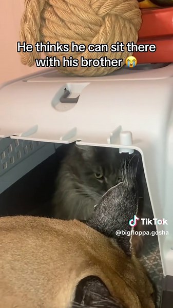 Gosha Tries to Chill with His Brother Despite Size Difference