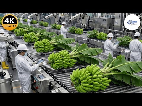 Inside a Massive High-Tech US Banana Fiber Factory: From Waste to Wealth (Full Process)