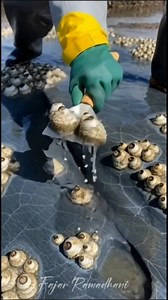 barnacle cleaning moment #widereach #fyp #fbpro #viral #fblifestyle | Fajar Ramadhani