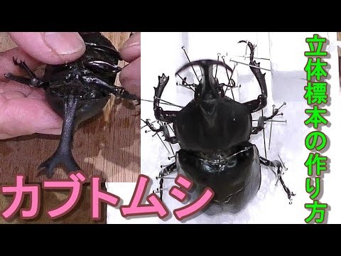 カブトムシの立体標本の作り方 How to make insect specimens of Japan