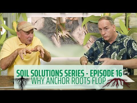 Soil Solutions Series | Ep. 16 | Anchor Roots Flop in Compacted Soils #soilhealth #planthealth