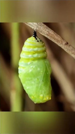 Life Cycle of Butterfly #butterfly #insects #larva #caterpillar #nature #rain #forest #factsoflife
