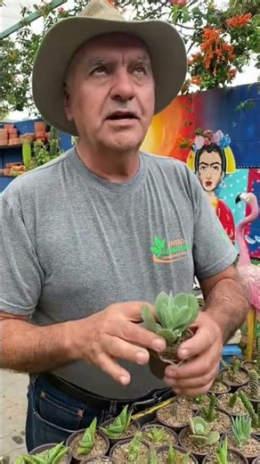 Cactus y Suculentas: Siembra y Riego Perfecto 🌵