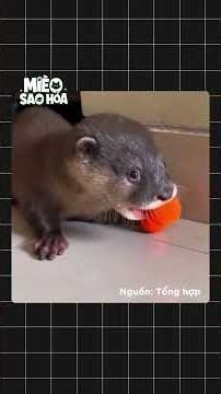 ĐANG BƠI THÌ BỊ "THỦY QUÁI TÍ HON" BÁM ĐUÔI, CÁI KẾT KHIẾN AI CŨNG TAN CHẢY