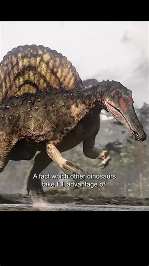 Prehistoric Dinosaur Hub on Instagram: "Spinosaurus remains one of the most controversial predators in dinosaur history. The initial idea —put forth after the discovery of more complete fossils in 2014—was that it was a fully aquatic predator, using a paddle-like tail, dense bones, and crocodile‐style jaws to hunt fish underwater. ￼ A 2022 study found that Spinosaurus and its close relative Baryonyx had unusually dense thigh and rib bones—structures similar to those in animals adapted for submer
