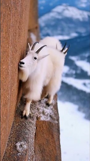 Mountain Goats Climbing an Impossible Cliff