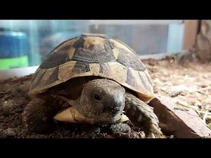 Basis Info Griekselandschildpadden