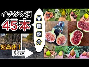 【イチジク沼】45本を地植えした1年後の姿！強剪定しながら品種紹介。超美味しい最高のイチジクを探す旅へ。