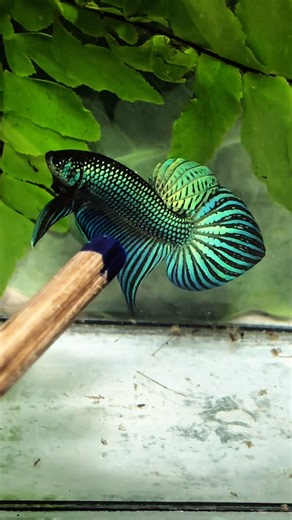 Catching and Show Betta Wild #betta