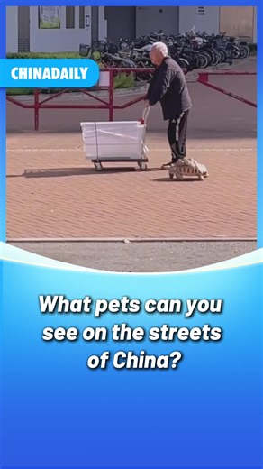 Think a dog is the only pet that can go out for a walk? In China, the streets are a zoo! 🐢🐇 From street corners to bustling avenues, you can see people taking their #pet turtles for a stroll, carrying their bunnies on adventures, or even walking their hamsters. #animals #FunChina