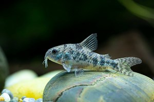 Corydoras Lifespan: How Long Do Cory Catfish Live?