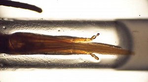 Scientists say honey bees’ ability to both lap up and suck nectar gives them access to a far wider range of flowers than most other pollinators. Learn more during #InsectWeek: https://scim.ag/3G1JlKB | News from Science