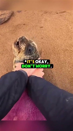 Trapped Baby Seal Gets Intense Rescue From Plastic Net 🦭