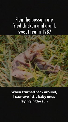 134K views · 1.3K reactions | Fries, sweet tea, and a filing‑cabinet...