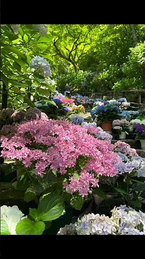 奈良・総本山長谷寺では色鮮やかなあじさいが参拝者の心を癒してくれます。 #長谷寺 #奈良県