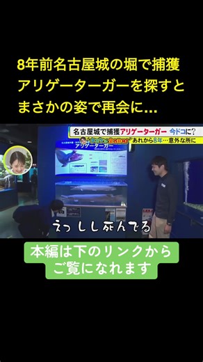 2017年に名古屋城の外堀で捕獲され、大騒動となった外来魚アリゲーターガー。生態系への影響が懸念され、連日報道されるほど注目を集めました。あれから数年、巨大魚はどこへ行ったのか。街の噂を追い、専門家の証言を手がかりに、その“意外な行き先”に迫ります。 2025年11月24日放送 #ニュースONE #TikTokでニュース
