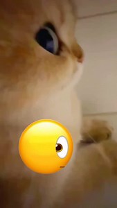 side eye | Soft Cat Memes