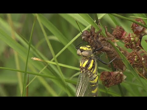 Odonate: la larve de libellule mutation