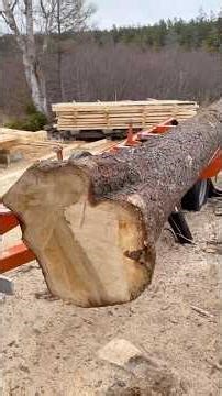 Tree Cutter #maine #spruce #tree #diy #lumber #woodmizer #stihl #wood #dumptruck