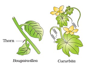 2. Evidences of evolution