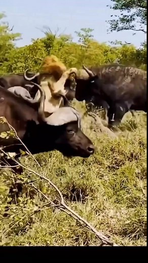 Weird Animals on TikTok