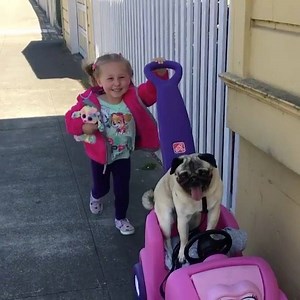 The Jaguar Express has been robbed. Call 911... Vid by @circus_pugs | The Black Jaguar-White Tiger Foundation