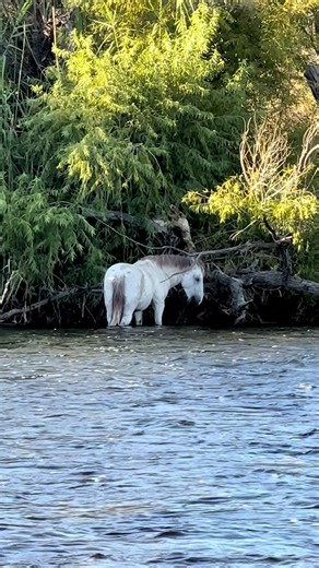 Calming Sounds of Wild Mustangs