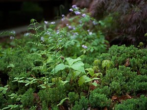 Designing at the Forest Edge: Naturalistic Approaches with Native Plants