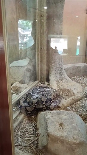Real Giant Python at the Zoo Massive Snake Up Close #dubai #travel #wildlife#animals #snake #nature