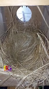 How to make Nesting for birds 🤩🤩| #birds #nestbox #lovebirds #budgies #viral #trend #love #shorts #reels #reelsfb | Fun Corner