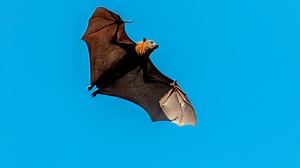 Man dies of rabies after waking to find bat biting his NECK