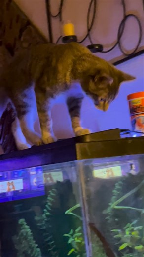 Fire kitty has cabin fever 😸 | William Halter