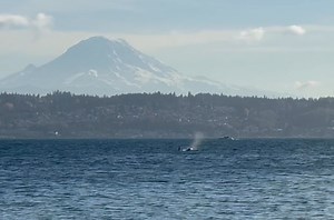 Burgandy Viscosi on Reels