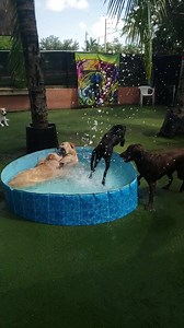 Slow motion pool fun | The Bark Park
