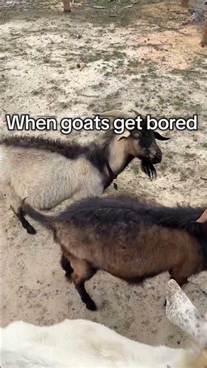 Hilarious Goat Antics Unleashed When Bored! #GoatHumor #FunnyAnimals